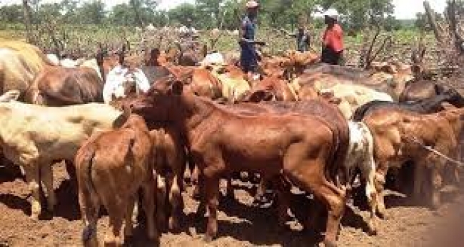 PROVÍNCIA DE MAPUTO: INTERDIÇÃO DE MOVIMENTAÇÃO DE GADO DEVIDO AO SURTO DA FEBRE AFTOSA